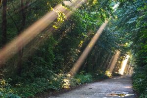 sun fog forest on a country road